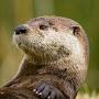 @ottermods3212
