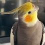 @Montythecockatiel