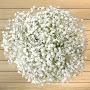 @babysbreathgypsophila5138