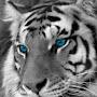 @naeem6722