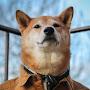 @shiba-z4w