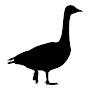 @Black_Swan345