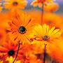 @leonidzaharov5994