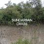 sundarban crabs