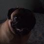 @pugzinho17