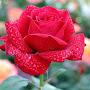 @luch_irina2370