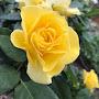 @sujan1155