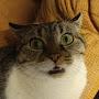 @kumaru青い猫