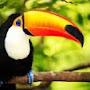 I found a toucan