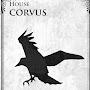 corvus13