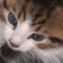 @Cat430cool