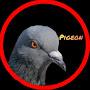 Pigeon