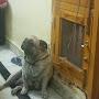 @DoggySocialservices