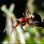 @TheWorldofants-z2i