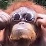 Orangutan with sunglasses