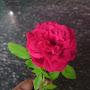 @sathishreddy1963