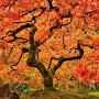 @Kaede-Maple