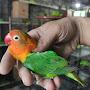 parrots lover