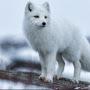 @Snowy-on-pawzz-1