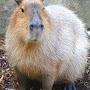 capybara