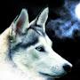 Волчица Wolf