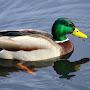 @aVeryAngryDuck