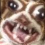 @TheAngryD0g