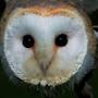 Barn Owl