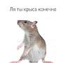 Mr Rat