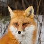 @thefox4852