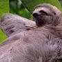 Sloth King