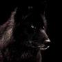 @archaicwolf4292
