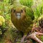 @WanderingKakapo