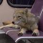 coyote chilling in a bus