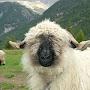 @goodsheep4540