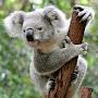 koala_lover