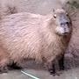 @capybara121