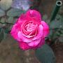 @abdullahnafees4133