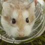 Hamster