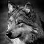 @Igorwolf-u58a