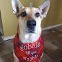 @dog_lovers_are_cool