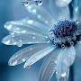 @Fieldforget-me-not1992