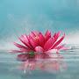 @lotusflower1595