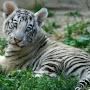 @whitetiger2881