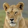 @cleverlioness