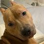 @Dog.riw.