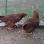 @Innercitychicken