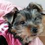 @Fanny_Yorkshire_Terrier