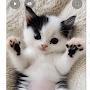 @whiteabandonedkittenpleseaddop