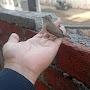 @adilhumayun125
